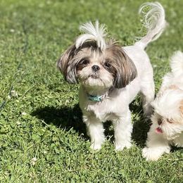Chinese Cresteds and Shih Tzus from Wuppie Tree House
