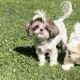 Chinese Cresteds and Shih Tzus from Wuppie Tree House