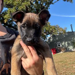 Brown collar - Red sable male Belgian Malinois puppy in Kelley, Iowa from Midwest Malinois