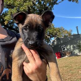 Brown collar - Red sable male Belgian Malinois puppy in Kelley, Iowa from Midwest Malinois