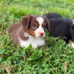 Sandy ASDR - Red tri female Toy Australian Shepherd puppy in Polk City, Florida from Skaky Shepherds