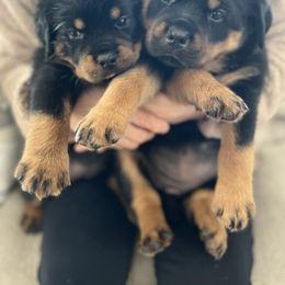 Rottweiler Puppies from Von Der Hing Rottweilers