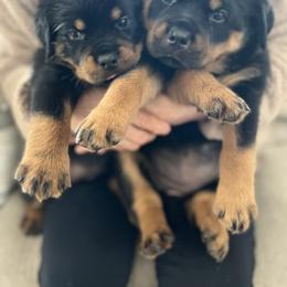 Rottweiler Puppies from Von Der Hing Rottweilers