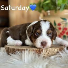 Saturday - Red tri-color male Aussiedoodle puppy in Lancaster, Minnesota from Finney Ranch