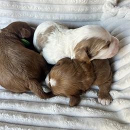 Cavalier King Charles Spaniel, Cavapoo, Havanese, Havapoo, and Poodle Puppies from West Cobb Dogs