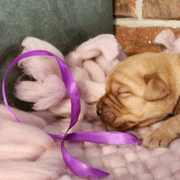 Labrador Retriever Puppies from Abundance Labradors