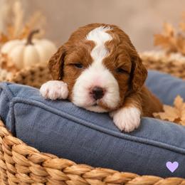Emmylou (Annabelle) - Red  female Goldendoodle puppy in Hendersonville, Tennessee from Ben's Best Buddy Goldendoodles