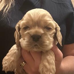 Boy 1 - Buff male Cocker Spaniel puppy in Spotsylvania, Virginia from Wilkshire Farm