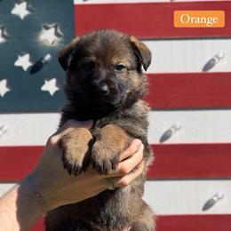 Orange Collar Female - Sable female German Shepherd puppy in Louisville, Kentucky from Barrage K9