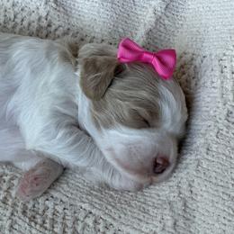 Goldendoodle Puppies from Creekside Cottage Doodles