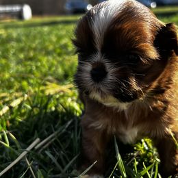 Shih Tzu Puppies from Meihem Pups