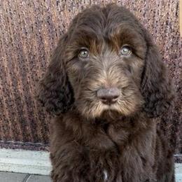 Jesse - Brown and white male Saint Berdoodle puppy in Beach, North Dakota from Badland St. Berdoodles LLC
