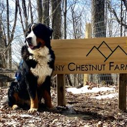 Bernese Mountain Dogs from Sunny Chestnut Farm