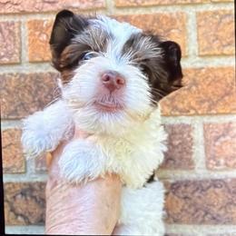 Blake - Chocolate, tan and white male Yorkshire Terrier puppy in Georgia from Berggipfel Yorkies