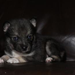 Zia - Wolf sable female Pomsky puppy in Coos Bay, Oregon from Ocean View Pomskies