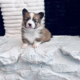 Carmel - Sable and white female American Corgi puppy in Greenwood, Indiana from Witch Creek Corgis