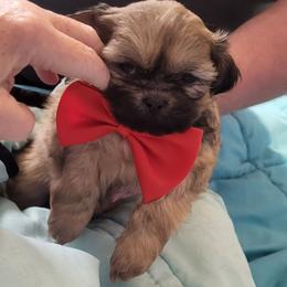 Spankie - Sable male Shih Tzu puppy in Newport, Arkansas from Gina's Lil Zues and Yorkies Kennel