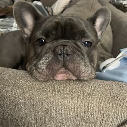 French Bulldog Puppies from Flat Face French Bulldogs