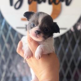 Pip - Blue and white male Chihuahua puppy in Harrison, Michigan from Cloud9 Chihuahuas