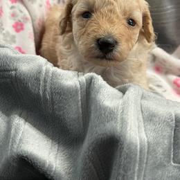 Poodle Puppies from Those Prissy P. Poodles