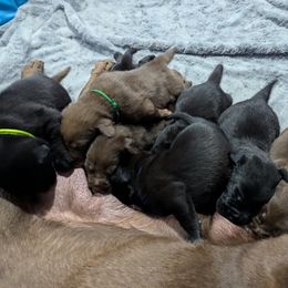 Labrador Retriever Puppies from Starfire Labradors