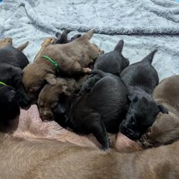 Labrador Retriever Puppies from Starfire Labradors