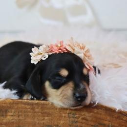 Little Jean - Black and cream female Dachshund puppy in Wakarusa, Indiana from PuppyLove Dachshunds