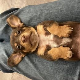 Dachshund Puppies from M & M Breeding