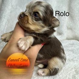 Chihuahua Puppies from Sunset Eves Chihuahuas