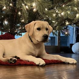 Labrador Retriever Puppies from Trust in the Lord Labradors