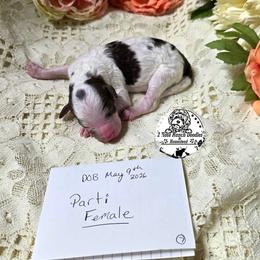 Parti girl - Black and white female Bernedoodle puppy in Graham, Texas from 2 Rose Ranch Doodles