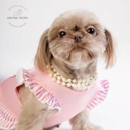 Dream - Shih Tzu