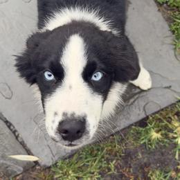 Mia - Black & white female Australian Shepherd puppy in Flemington, New Jersey from Aislin Fields