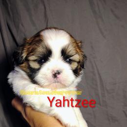 Yahtzee - Tricolor male Shih Tzu puppy in Memphis, Tennessee from Thorntons Fur Crew