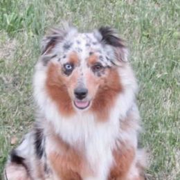 Cardi - Toy Australian Shepherd