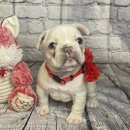 Boxers and French Bulldogs from Blue line French Bulldogs and Boxers