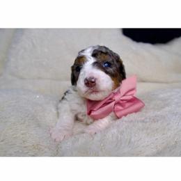 Jovie - Merle female Bernedoodle puppy in Bowling Green, Ohio from Windy Creek Doodles