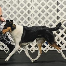 Collies from East View Farm