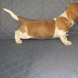 Dachshund Puppies from Wee Doggies Inc Just Dachshunds