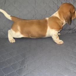 Dachshund Puppies from Wee Doggies Inc Just Dachshunds