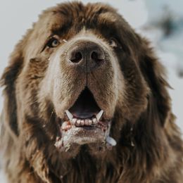 Newfoundland All Grown Up from Bourbon Water Newfoundlands