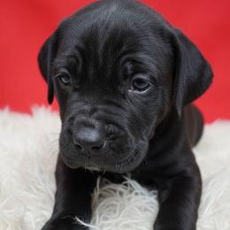 Boy 2 - Black male Cane Corso puppy in Haslet, Texas from Trained To Go Corso Kennels (T.T.G. Corso Kennels)