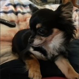 Chihuahuas from Carroll’s Chihuahuas