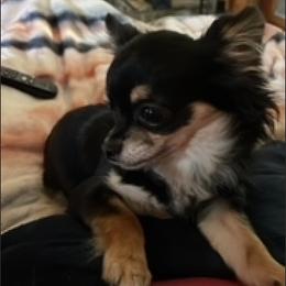 Chihuahuas from Carroll’s Chihuahuas