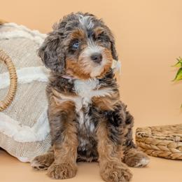 Daisy (Pink) - Tri-color female Bernedoodle puppy in Highland, Utah from Angel Pups Deluxe