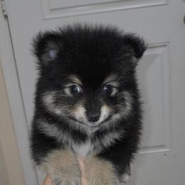 Buzz - Black and tan male Pomeranian puppy in Buckeye, Arizona from BL Poms Heaven