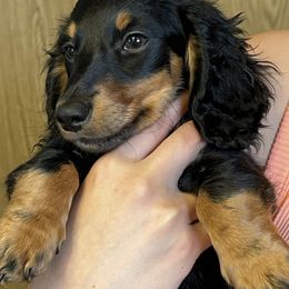 Dahlia - Dachshund