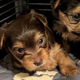 Gina - Chocolate and tan female Yorkshire Terrier puppy in Gatesville, Texas from KontryKritterz Yorkies