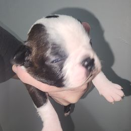 Companion Cross and French Bulldog Puppies from Legends Frenchton's, French Bulldogs & French Bullhuahua's