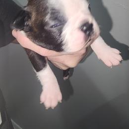 Companion Cross and French Bulldog Puppies from Legends Frenchton's, French Bulldogs & French Bullhuahua's